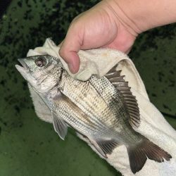 セイゴとチヌ子