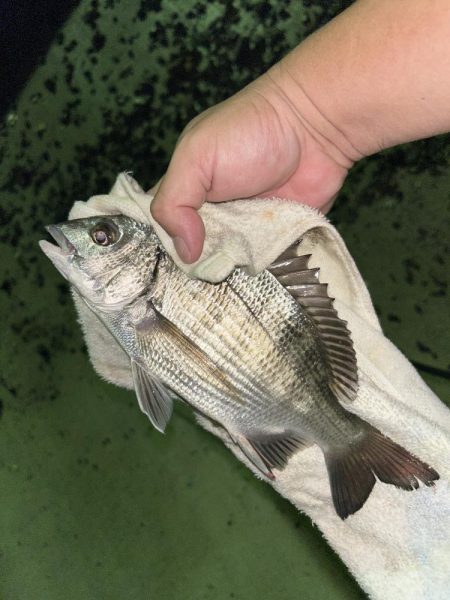 セイゴとチヌ子