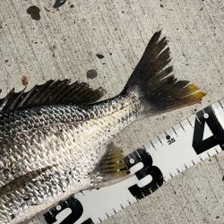 キビレにセイゴ！