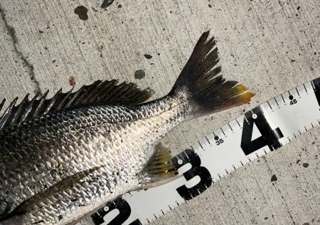 キビレにセイゴ！