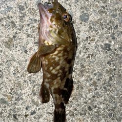 まさかのキビレ