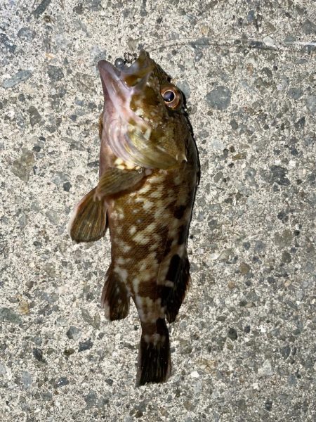 まさかのキビレ