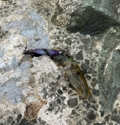 タチウオを求めて