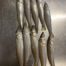 久々のキス釣り