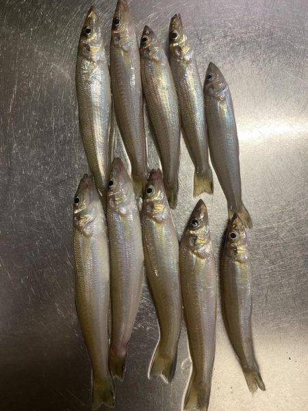 久々のキス釣り