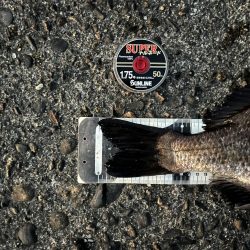 夕まずめサイト黒鯛