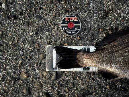 夕まずめサイト黒鯛