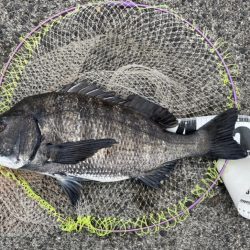 サイト黒鯛練習