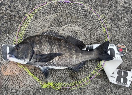 サイト黒鯛練習