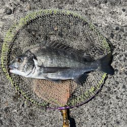 日中スケスケ黒鯛