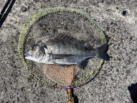 日中スケスケ黒鯛