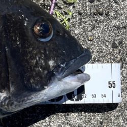 ヘチさぐる黒鯛