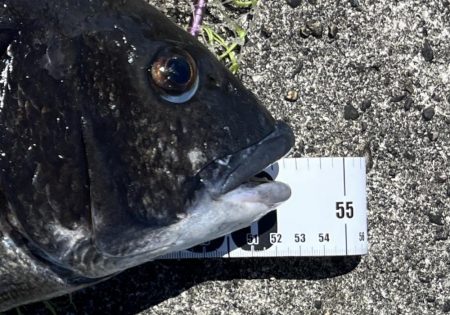 ヘチさぐる黒鯛