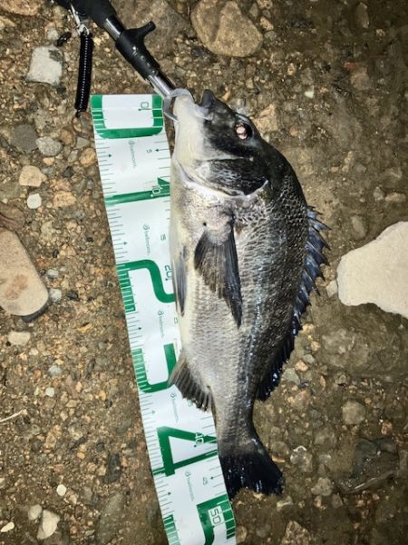 キビレに始まり歳無しで終わる