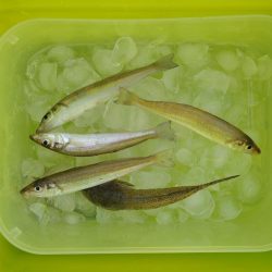 キス釣り　猛暑で苦戦