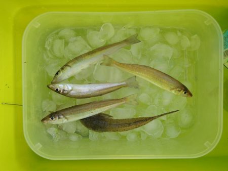 キス釣り　猛暑で苦戦