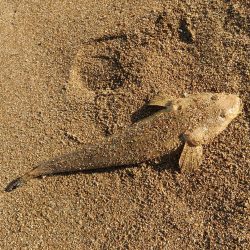 無理はきんもの！