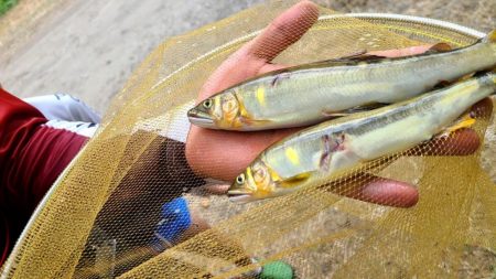 和歌山県有田川で鮎釣りと手長エビ