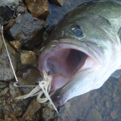 夏のバスフィッシング