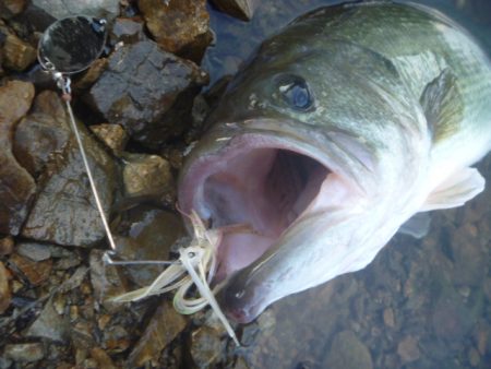 夏のバスフィッシング