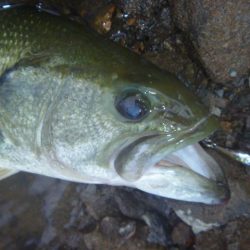 減水続き　その２