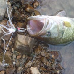 スピナベでバス