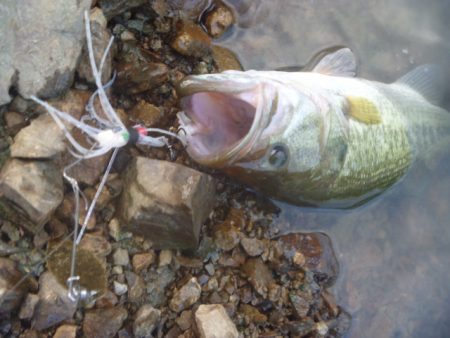 スピナベでバス