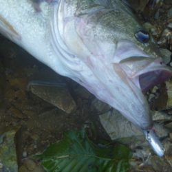 濁りバス その２