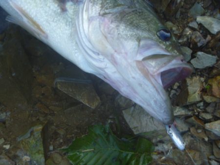 濁りバス その２