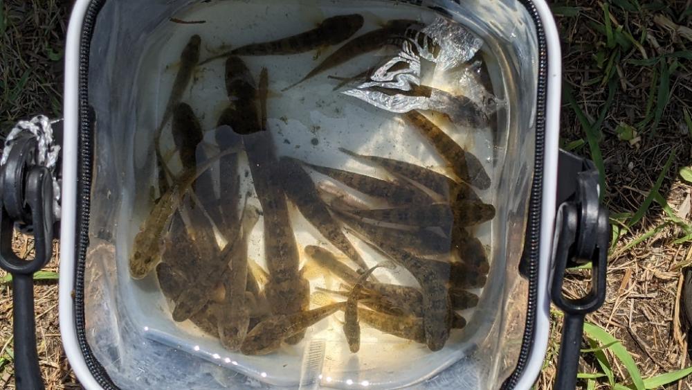 旧中川 ハゼ 今季は難しい