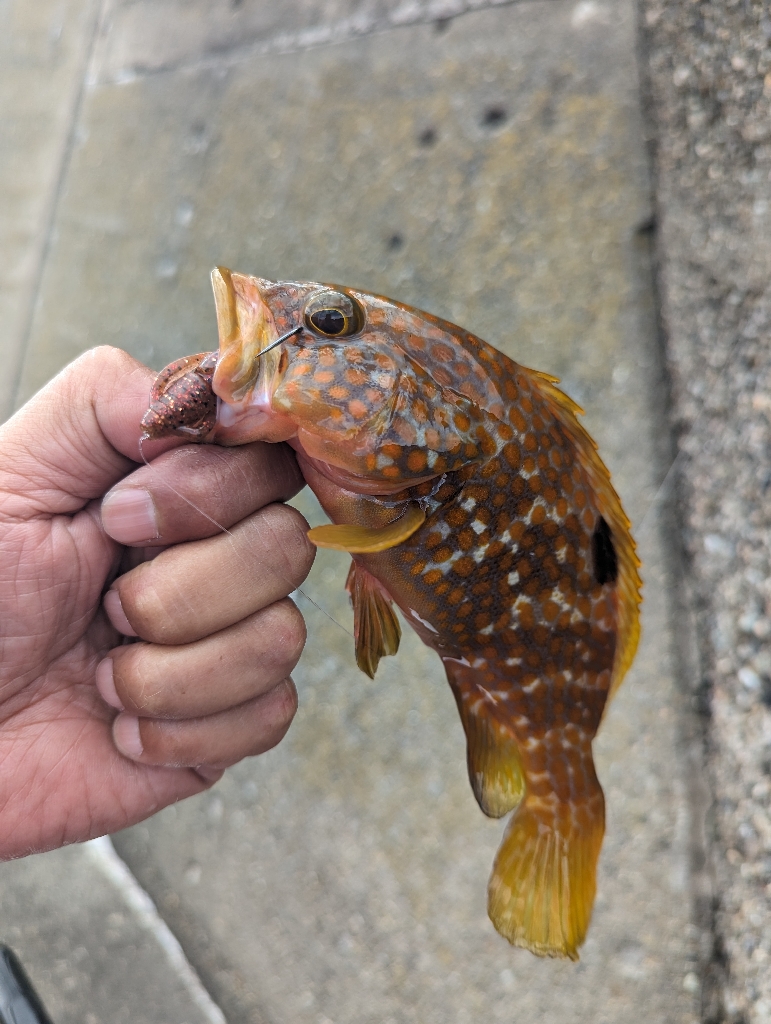 陸っぱり釣行記