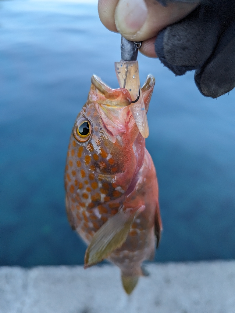 4目ライトゲーム