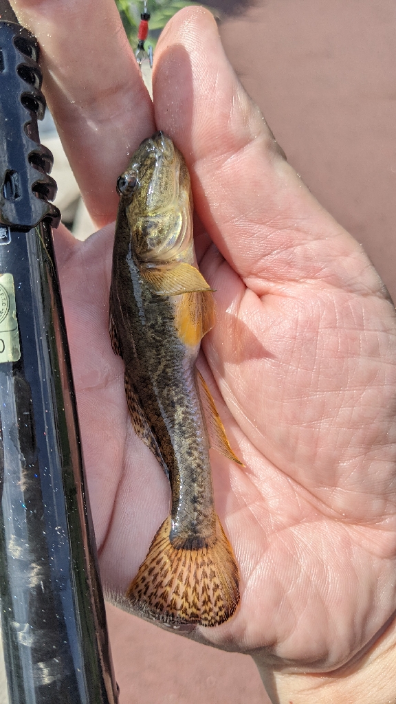 旧中川 ハゼ釣果