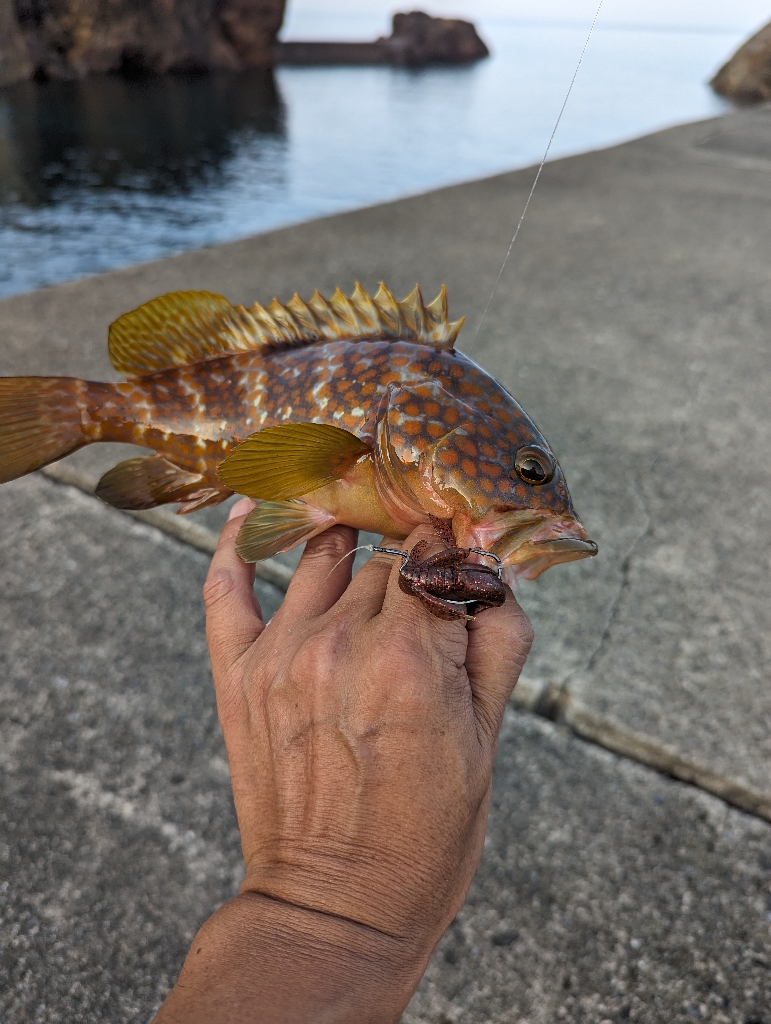 陸っぱり釣行記