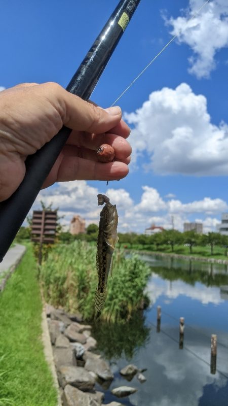 旧中川ハゼ 型揃い