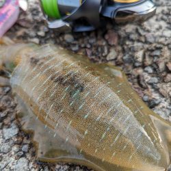 エギング、ハタゲーム