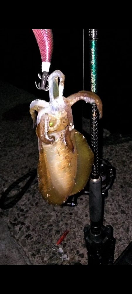 ひっさしぶりのエギング！