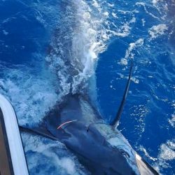 初めてのカジキマグロ釣り