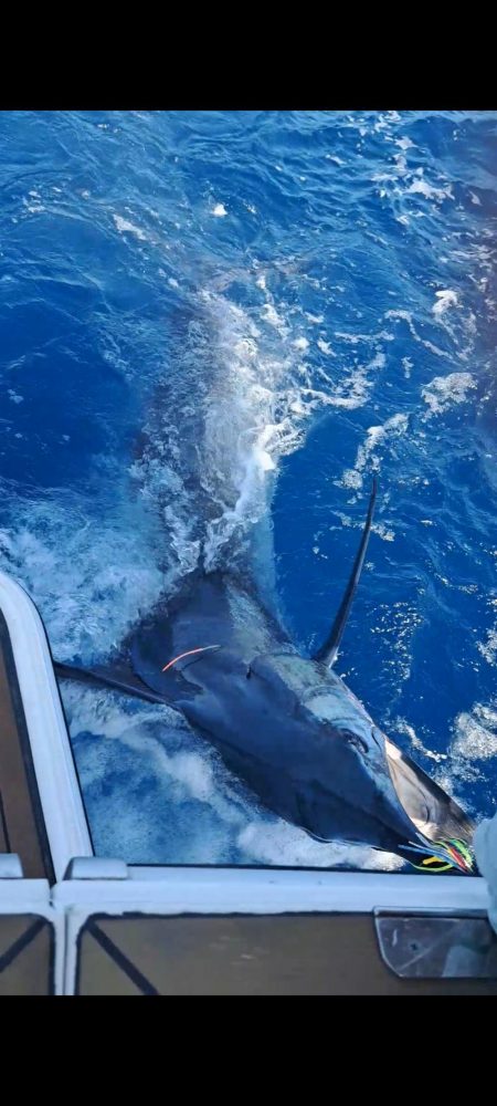 初めてのカジキマグロ釣り