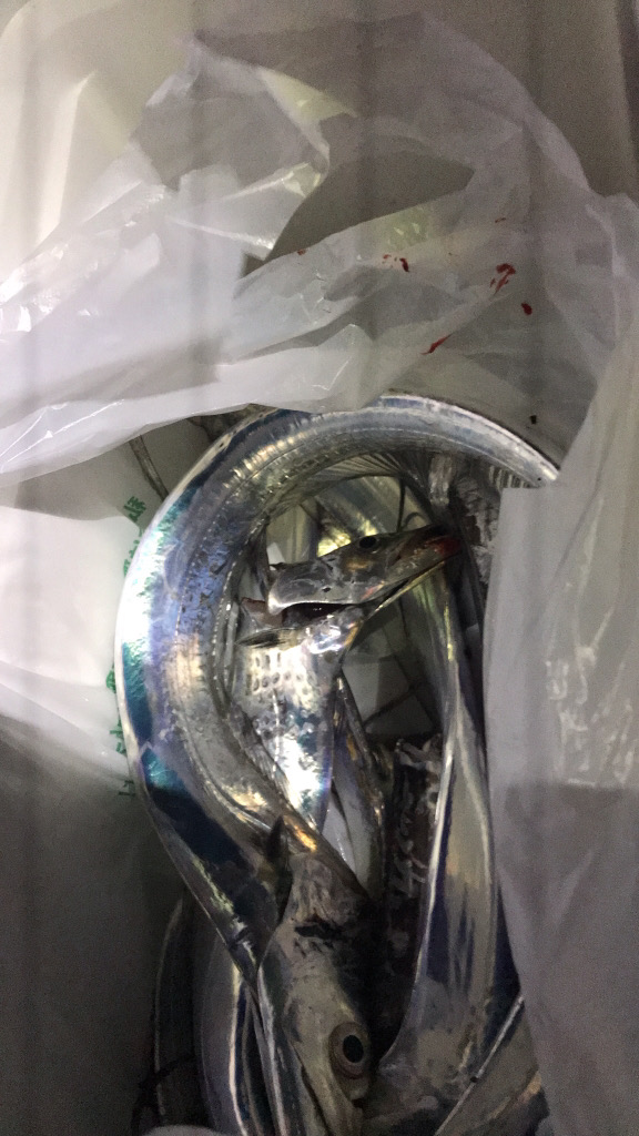 タチウオと長潮