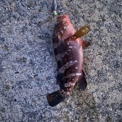 爆釣　四目達成