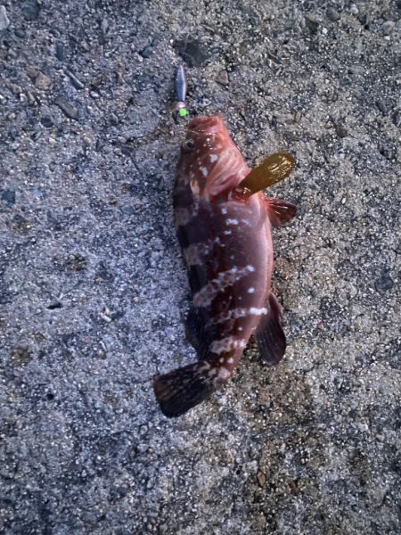 爆釣　四目達成