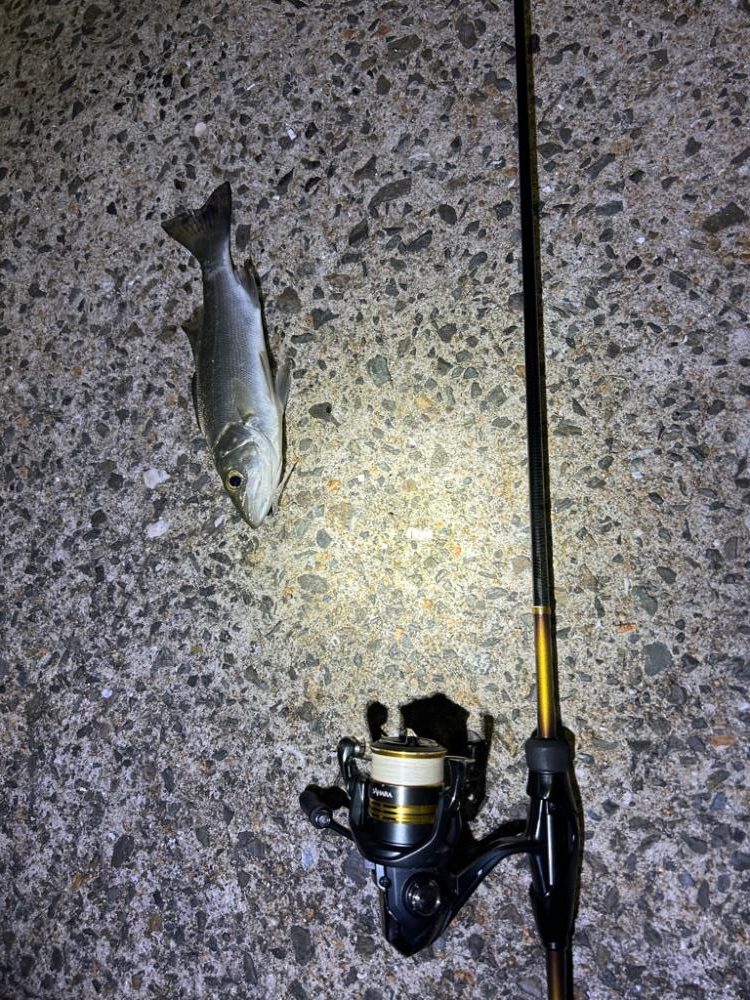 アジングロッドでシーバスゲーム