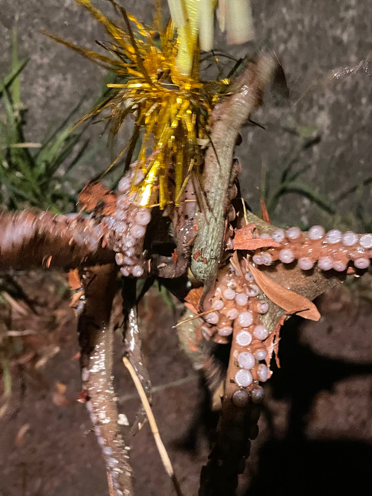 カニ効果　検証　②