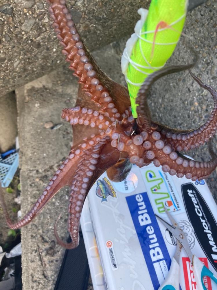 ⭐️流行りには乗らず