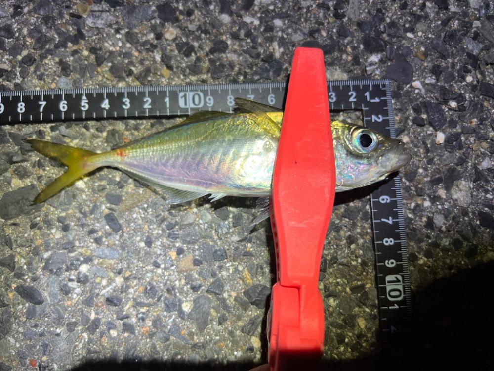 鯵を探して三千里 Vol.72