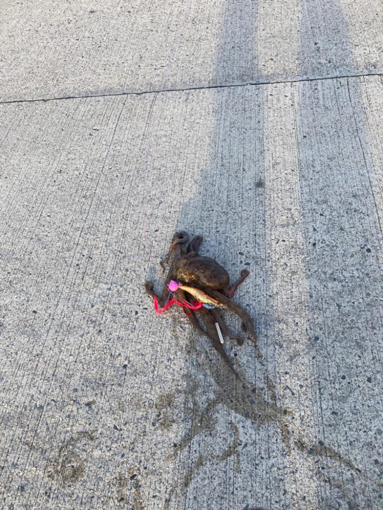 ようやく1匹釣れた