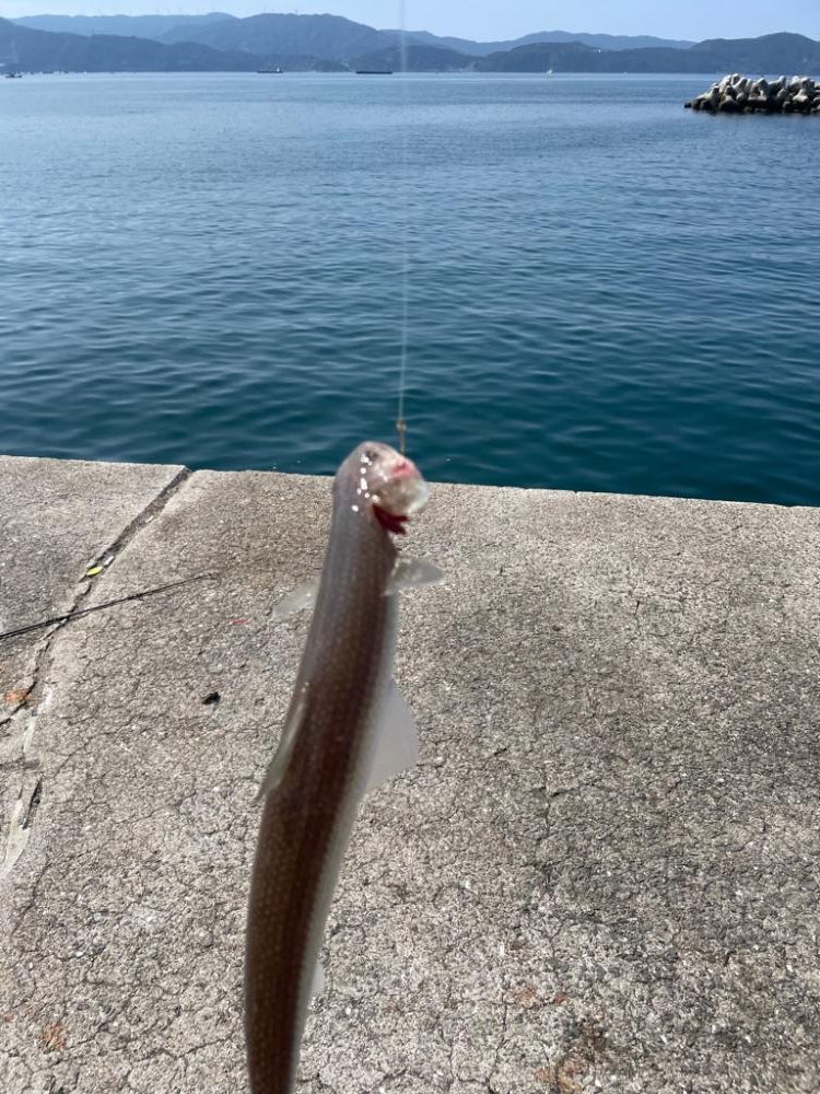 田ノ浦　ヒラメ