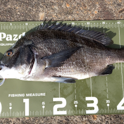 ⭐️岸ジギ釣行