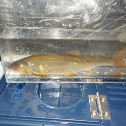 美山第8戦〜白川、そして連敗脱出〜